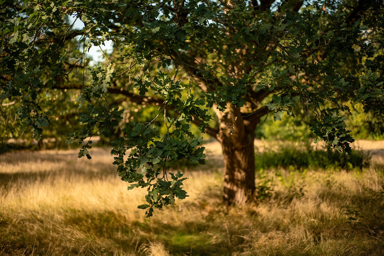 Spreading oak tree on a dry grassy hillside
